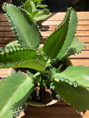 Kalanchoe Laetivirens - Suculenta Medicinal