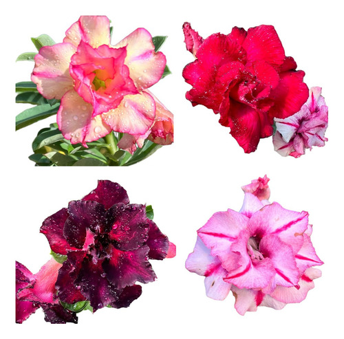 Rosa Do Deserto Dobrada 2 Unidades Adultas - Cores Exóticas