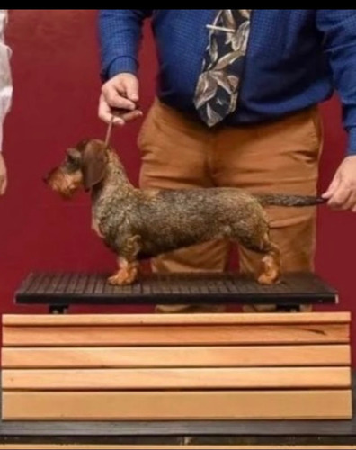 Dachschund Teckel Pelo Duro Mini Jabali