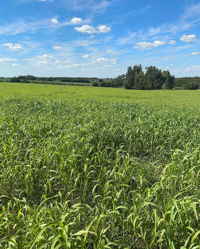 Campo Agrícola