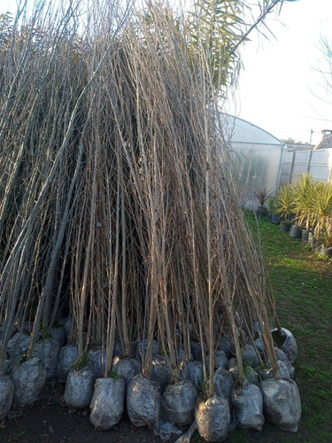Imagen 6 de 9 de Arbol Nogal Europeo 1,2 Mts. 3 Años.e.gratis Caba/gba
