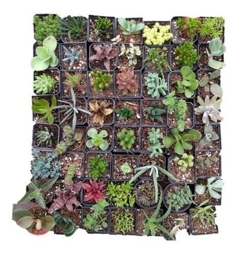 Suculentas Mix 40 Pzas