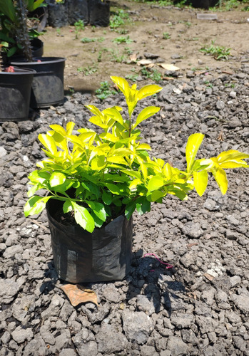 Duranta Cubana