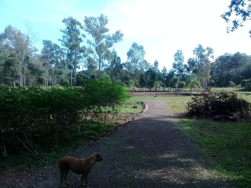 Chácara 10.000 M² - Pega Fogo - Taquara - Rs - 2070 - 33675674
