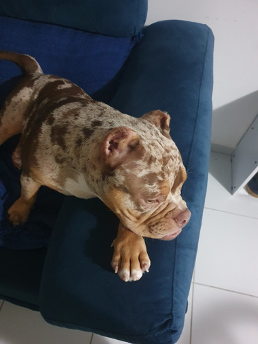 Exotic Ameircan Bully Para Reprodução 