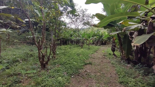 Imagem 14 de 26 de Juquiá/oportunidade/chácara Rica Em Água E Área De Plantio/ref:05354