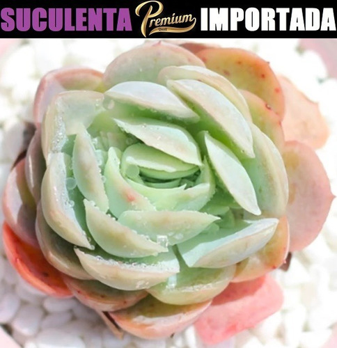 Suculenta Echeveria Elegans Raspberry Ice Com 3cm A 10cm