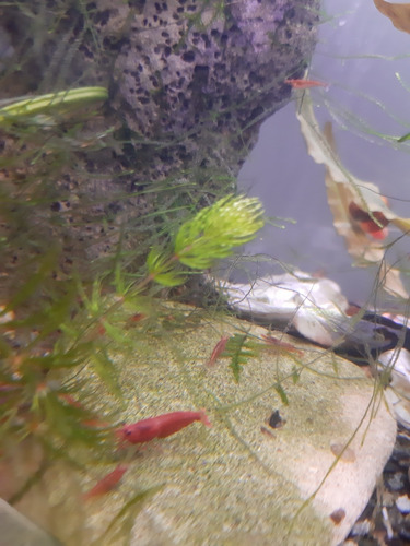 Imagen 1 de 5 de Camaron Neocaridina Red CherryX 5