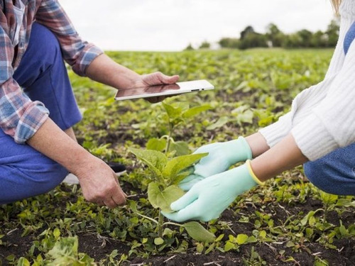 Fertilizante Para Crecimiento Alto En Fosforo Amarre 1 Kg