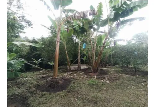 Venta Casa Campestre, Hojas Anchas Circasia Quindío Cod: 8577067