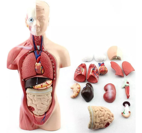 Modelo De Cuerpo De Torso Humano: Anatomía Anatómica Médica