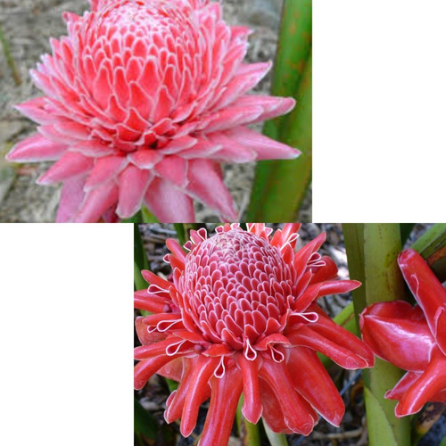 50 Sementes De Flor Rosa De Porcelana - Bastão Do Imperador | MercadoLivre 50 Sementes De Flor Rosa De Porcelana - Bastão Do Imperador | MercadoLivre