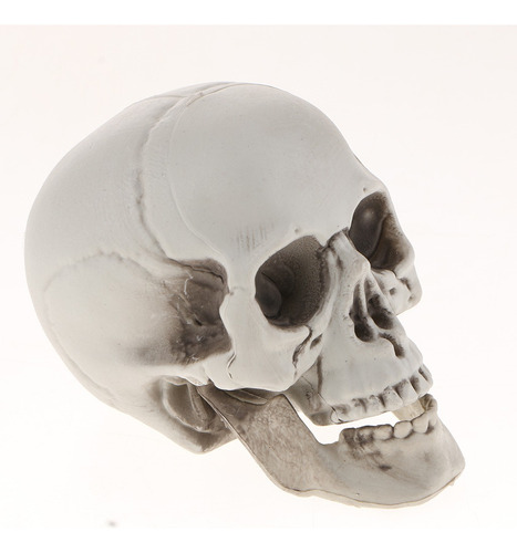 Cabeza De Esqueleto Modelo Simulado De Cráneo Humano