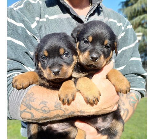 Cachorros Rottweiler R6