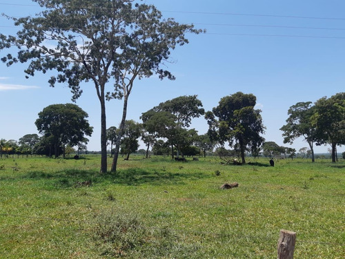 Imagem 9 de 11 de Fazenda Para Venda Em Santa Rita Do Pardo, Rural - Fazgu 315_1-1947859