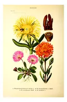 Comprar Rayito De Sol - E. Dixie 1813 - Botánica - Lámina 45x30 Cm.