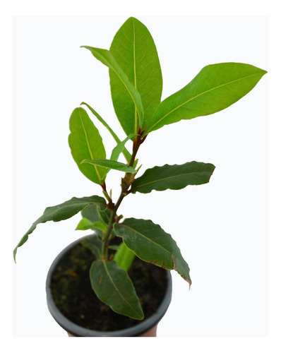 Planta De Laurel Comestible De 30 Cm De Alta X 1 Unid. 