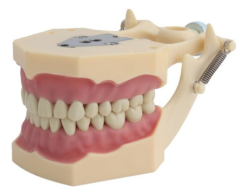 Imagen 2 de 5 de Modelo Frasaco Tipodonto 32 Dientes Desmontables Práctica