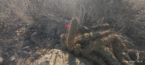 Arrayan Costero Km 499