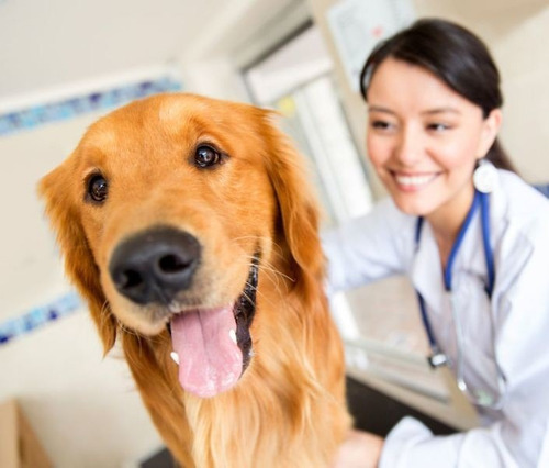 Imagem 2 de 5 de Curso De Auxiliar De Veterinário