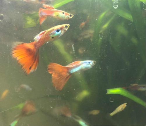 2 Peces Guppy Macho Cola Color. Stgo Cen. Preg.x Envío A Reg