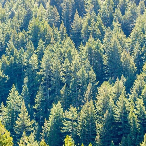Sementes Pseudotsuga Menziesii Árvore Madeireira Para Mudas