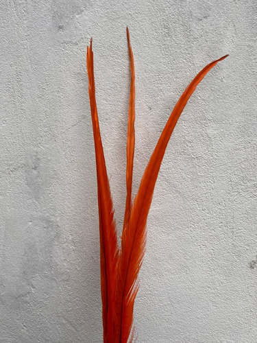 Plumas Faisán Naranjas (60cm)