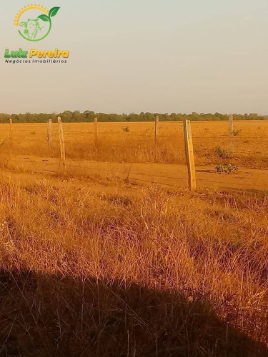 Imagem 10 de 11 de Fazenda À Venda Em Peixe - To - 1.390 Hectares (dupla Aptidão) - 1634