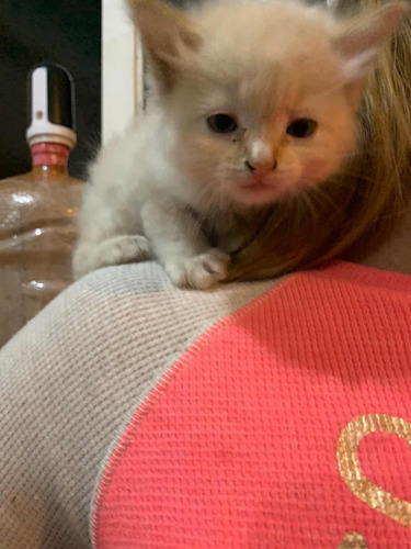 Gatitos Angora Turco