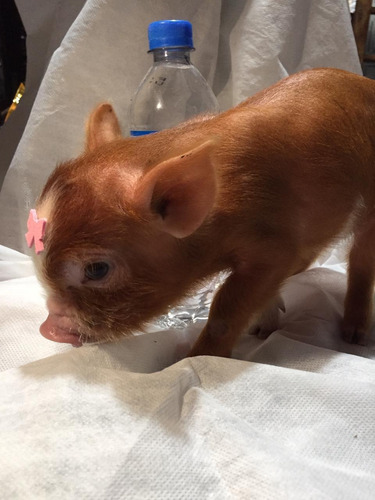 Racão De Mini Pig