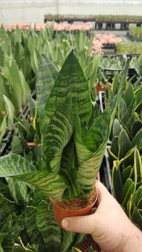 Imagen 2 de 3 de Sansevieria Bantels Fotos Reales