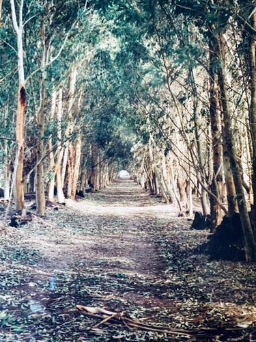 Imagen 9 de 13 de Campo Agricola 480 Hectareas Casco De Epoca