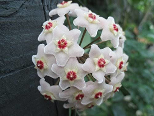 Paquete De 6 Plantas Hoya Con Envío.