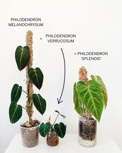 Philodendron Splendid (melanochrysum X Verrucosum)