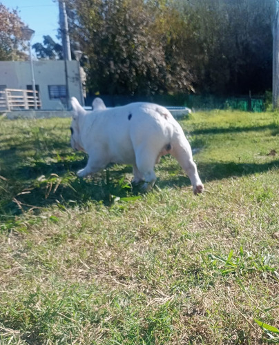 Servicio De Stud Bulldog Frances