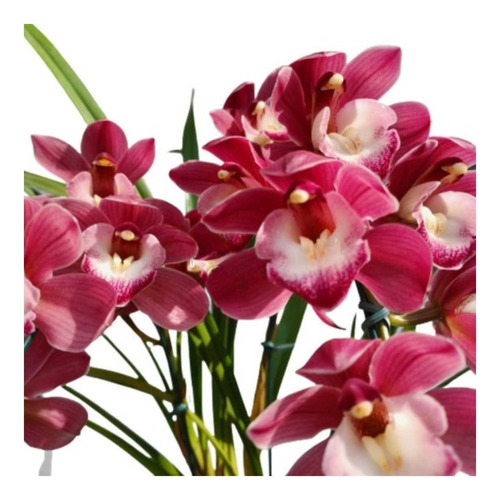 Linda Orquídea Cymbidium Pendente Ruby Sarah Planta Adulta 