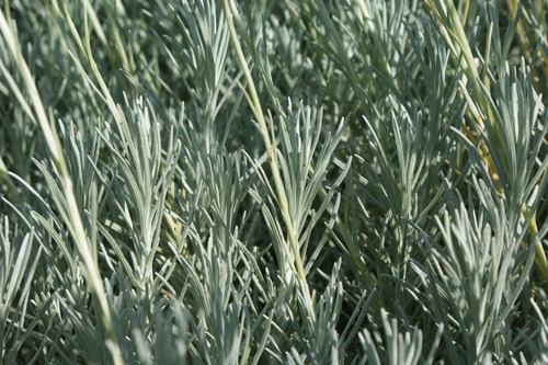 Helichrysum Italicum Hierba Inmortalidad 1 Planta De 30a40cm