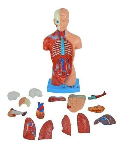 Torso Humano 28cm Altura Assexuado Em 14 Partes Anatomia