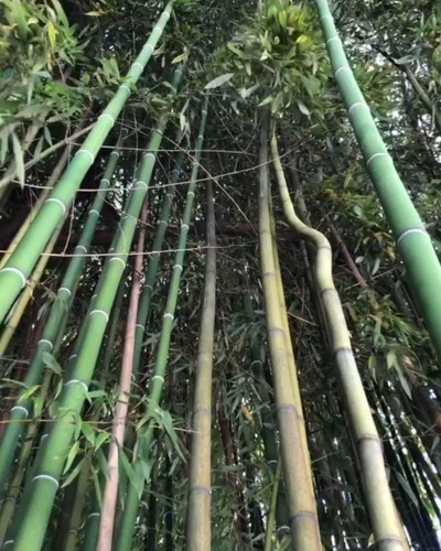 Bambú Moso (10 Lts)