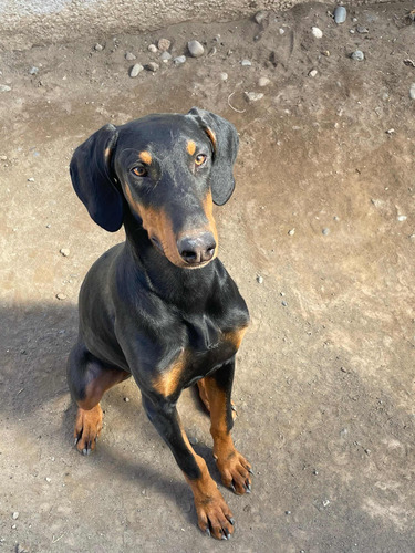 Doberman