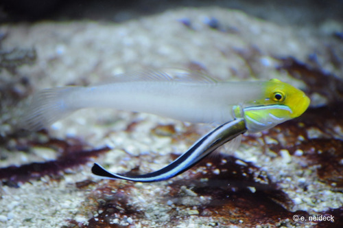 Pez Marino - Valenciennea Strigata - Gobio Durmiente