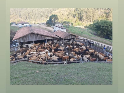 Confira Vacas E Novilhas Jersey, Jersolandas Preços A Partir