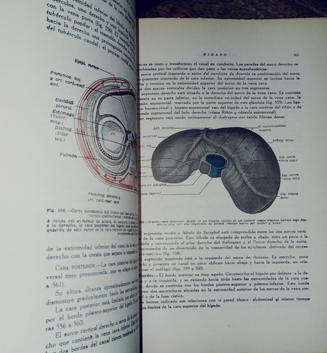 Anatomia Humana Descriptiva Y Topográfica -h.rouviere.tomo2 (Usado)
