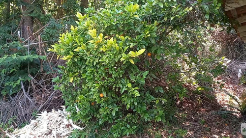 Imagem 15 de 15 de Sítio / Chácara Para Venda Em Quitandinha, Zona Rural, 2 Dormitórios, 2 Banheiros, 3 Vagas - 142_2-1425876
