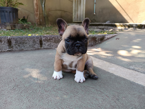 Bulldog Francés Cachorros