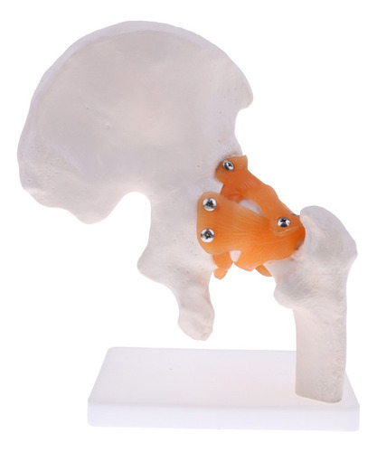 1: 1 Articulación De Cadera Kits De Modelo De
