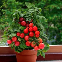 Comprar Semillas Orgánicas Tomate Cherry, Enano Tiny Tim