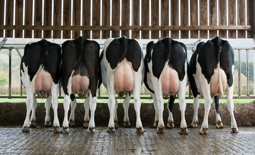 Premix Para Vacas Leiteiras Alta Produção - Max Leite 5kg