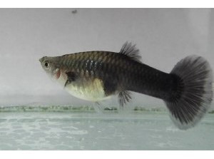 Imagen 3 de 3 de Peces Guppy Variados