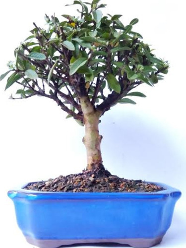 Bonsai De Goiaba Anã 8 Anos Com Frutos Vaso De Porcelana 